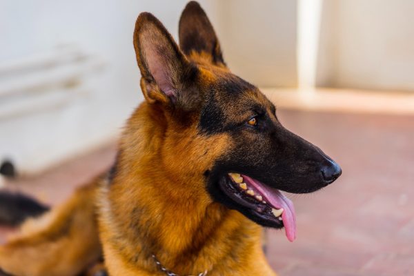 Man zet zijn hond in bij mishandeling andere man