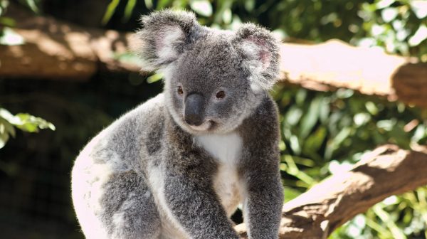 Koala's kijken: Ouwehands Dierenpark krijgt primeur in Nederland