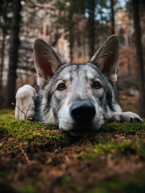 Wolven mensenschuw? Op de Veluwe komen ze gewoon naar je toe