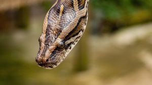 Thumbnail voor Vermiste vrouw dood aangetroffen in meterslange python