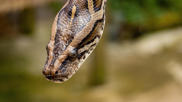 Vermiste vrouw dood aangetroffen in meterslange python