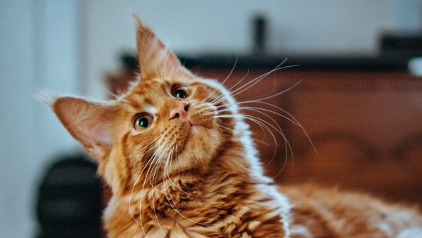 Snapt een kat het als je tegen hem praat? Franse onderzoekers doken erin