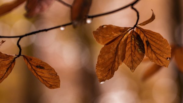 Nazomer nu echt voorbij? Code geel, windstoten en buien