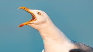Thumbnail voor Schrik van de (m)eeuw: vogelverschrikkers met 'Scream'-masker moeten meeuwen weghouden