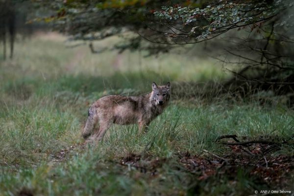 Gelderland probeert probleemwolf af te schrikken met paintballs