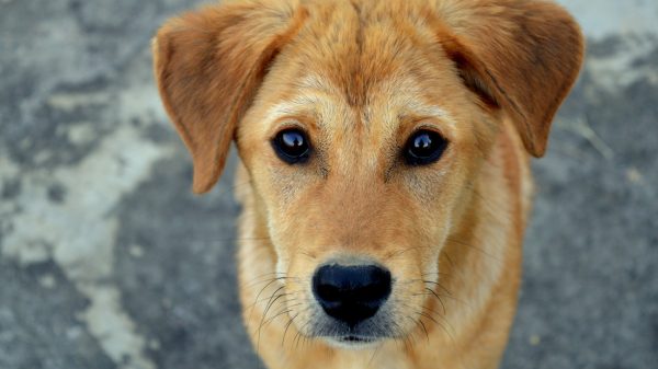 Tientallen verwaarloosde honden gevonden in boerderij