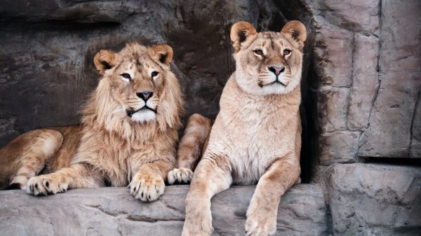 Dierentuin Sydney in lockdown na ontsnapping leeuwen