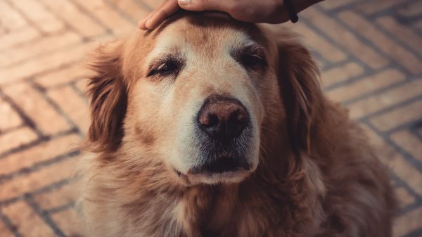 Gezin maakt een 'vloerkleed' van overleden hond