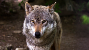 Thumbnail voor Wolf achtervolgt fietser op De Hoge Veluwe