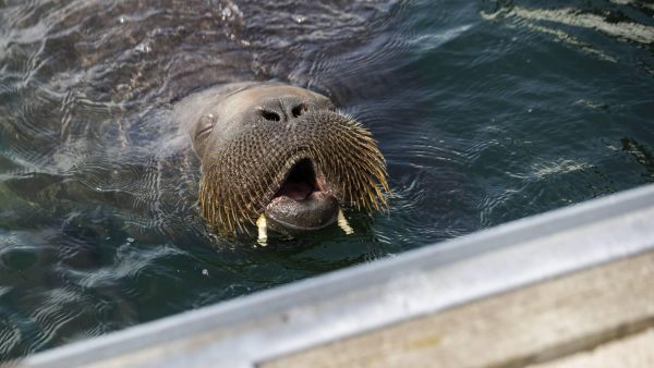 Walrus Thor neemt kijkje op strand van Petten