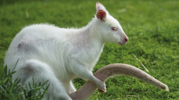 Dode wallaby gevonden in Brabant, dierenambulance zoekt eigenaar