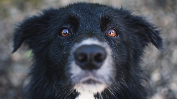 Dieren hebben nu al last van vuurwerkoverlast: bordercollie Mave al weken zoek na knal