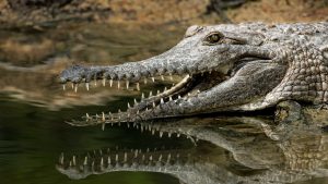 Thumbnail voor Krokodil valt achtjarig jongetje aan, ouders kijken machteloos toe