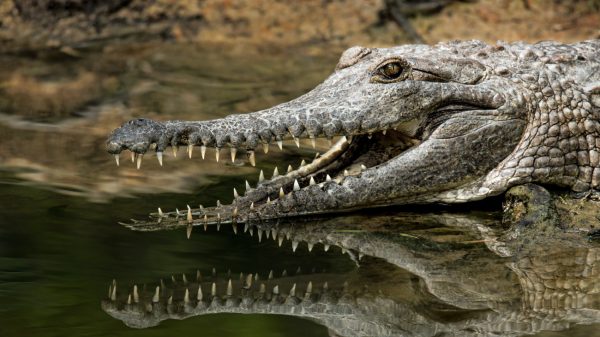 Krokodil valt 8-jarig jongetje aan, ouders kijken machteloos toe: 'Enorm pijnlijk'