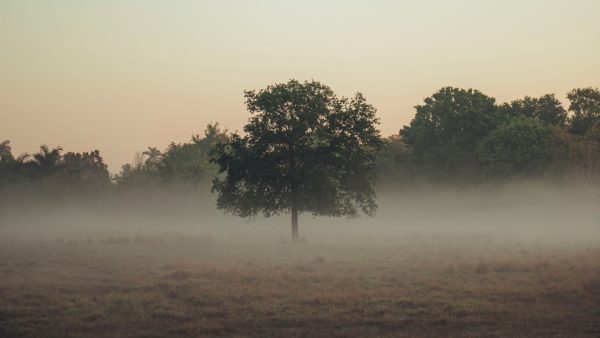 Code geel in bijna hele land wegens dichte mist