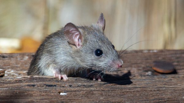 Bohemian Rat-sody: ratten hebben ritmegevoel en gaan het liefst los op Queen