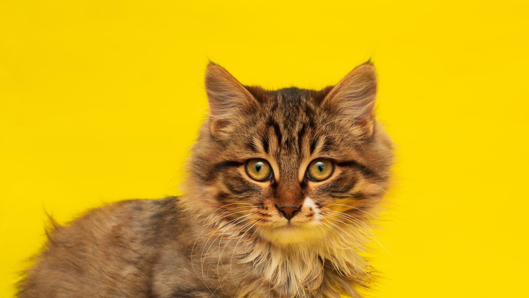 Kat Ollie zat vast in illegale wildklemmen en verliest pootje: 'Gruwelijk'