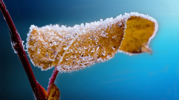 Winterweer dit weekend: lage temperaturen, vorst en koude wind