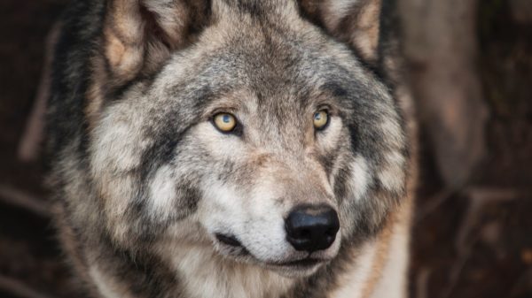 probleemwolven BBB Gelderland wil dat provincie ingrijpt: 'Afschot probleemwolven moet mogelijk zijn'