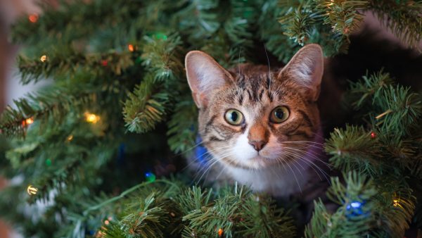 De kunstkerstboom stijgt dit jaar in prijs, maar: 'Mensen gaan niet bezuinigen op gezelligheid'