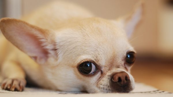 Vrijspraak voor 'hobbyfokker' die 24 chihuahua's achterliet aan hek