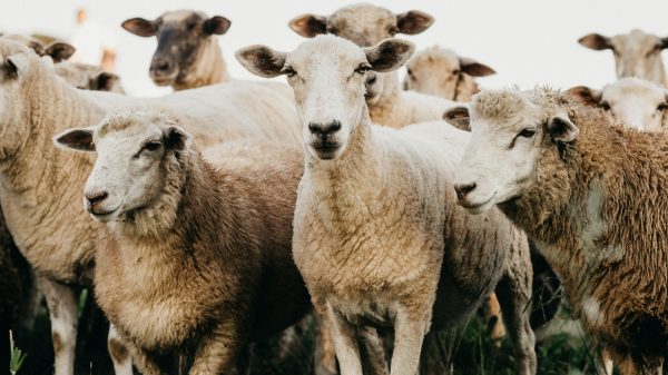 Onverklaarbaar: kudde schapen loopt 12 dagen lang rondjes