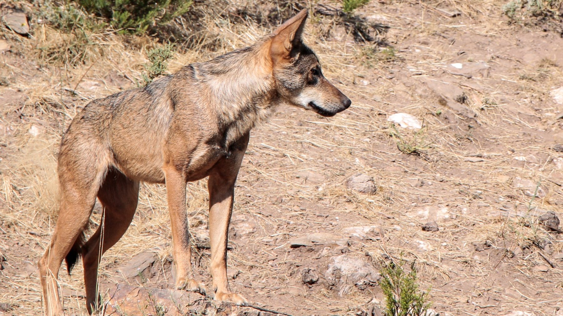 Lief: spelende wolvenwelpen voor het eerst gespot op camera