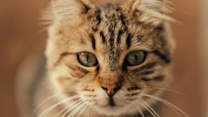 Thumbnail voor Flossie heeft record verbroken en is nu de alleroudste kat ter wereld