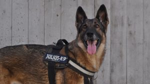 Thumbnail voor Politiehond bevalt van uitzonderlijk veel puppy's: 'In totaal achttien, ze bleven maar komen'