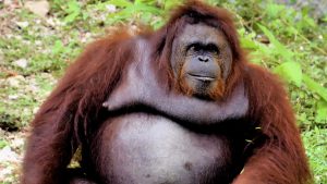 Orang-oetan Borneo vrijgelaten