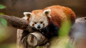 Thumbnail voor Let's get physical: rode panda's in Dierenpark Amersfoort mogen zich voortplanten