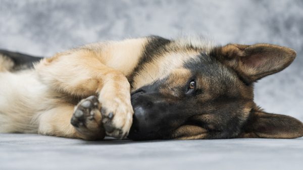 Politie op zoek naar eigenaar van hond die werd vastgebonden en achtergelaten in het bos