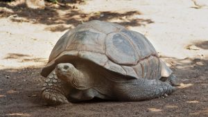 Thumbnail voor Reuzenschildpad Jonathan viert 190ste verjaardag: 'Hij paart nog regelmatig'