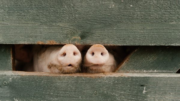 NVWA doet onderzoek naar mishandelde varkens na beelden