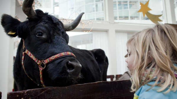 dieren kerststal Limburg