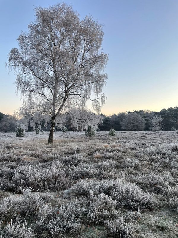 Bussumerheide