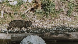 Thumbnail voor Wolf gespot bij nieuwbouwwijk in Nijmegen: 'Vetste ooit dit, maar ook sneu'