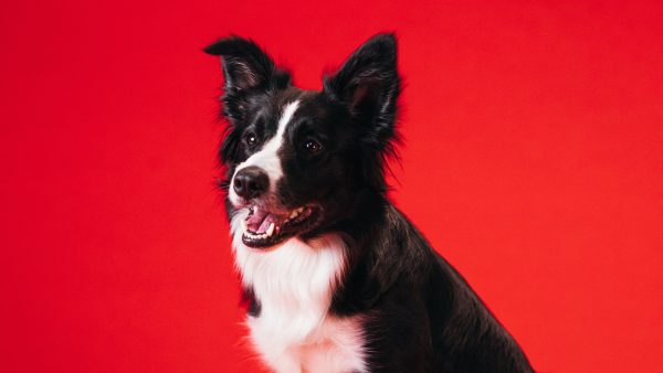 Bordercollie Mave zwierf zeven weken rond, maar is nu weer terecht