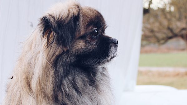 Gezin vindt na zeven jaar vermist hondje eindelijk terug: 'Onbeschrijfelijk mooi'