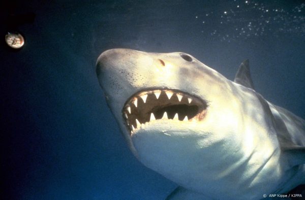 Steven Spielberg betreurt haaienjacht na 'Jaws'