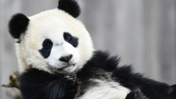 Pandajong Ouwehand blijkt na twee jaar geen jongen te zijn: 'Overtuigd'