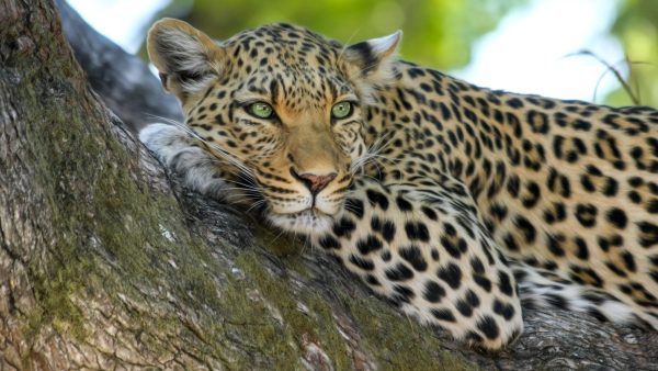 Luipaard in India verwondt minstens vijftien mensen