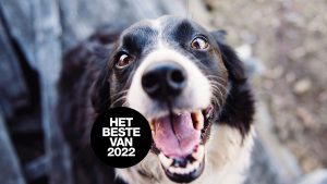 Thumbnail voor Van bejaardenhuis voor viervoeters tot honden die huilen van geluk: dit was het opvallendste dierennieuws