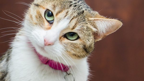 Chantal trackte haar man met de katten-gps: Verstopt in zijn auto