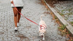 Thumbnail voor Vrouw spietst voet aan ijzeren punt tijdens wandeling met hond en wordt bevrijd door brandweer