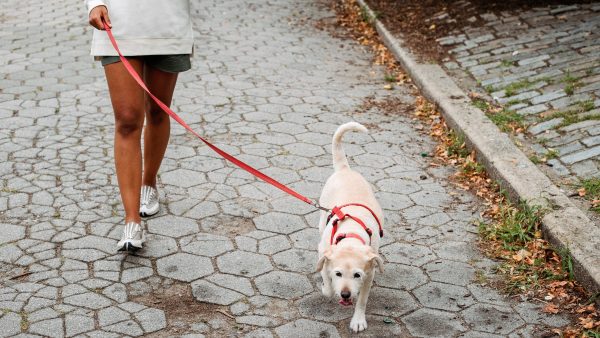 vrouw-hond-uitlaten-metalen-punt-voet-gespietst