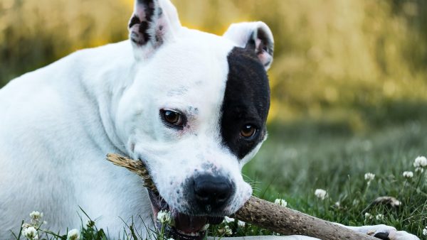 Jantine's man werd aangevallen door hun eigen hond