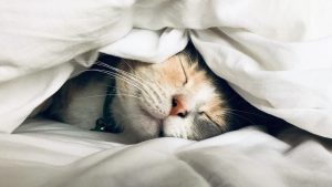 Thumbnail voor Diergeneeskundige geeft antwoord: hebben katten ook nachtmerries?