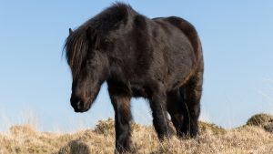 Thumbnail voor Daar staat een paard op het terras: beschonken mannen stelen pony en laten dier achter bij café