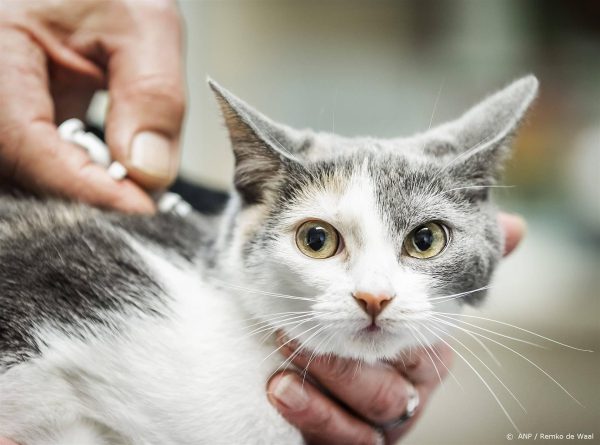 Je kat moet straks verplicht worden gechipt en geregistreerd